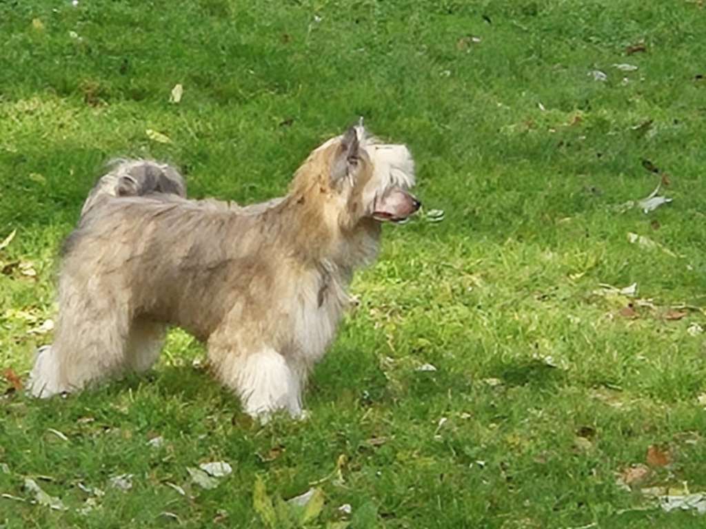 Sirius z Pulnocního dvora