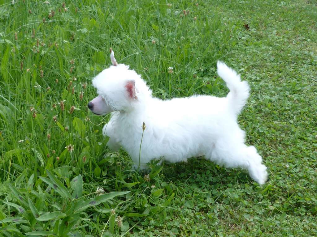 Talia z Pulnocního dvora