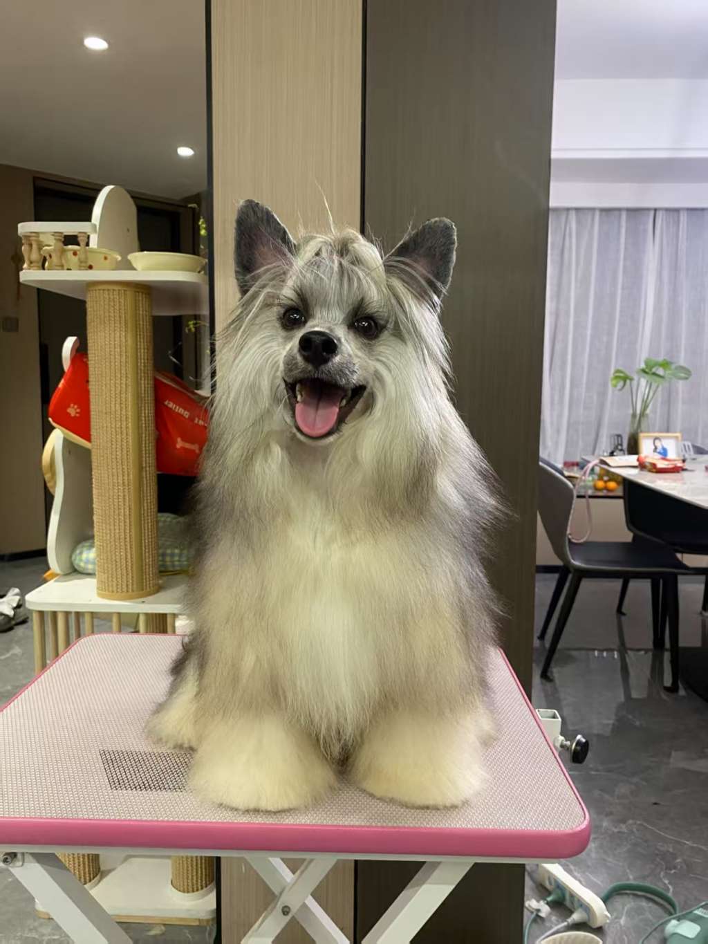 Rosa sinensis of Kiwi