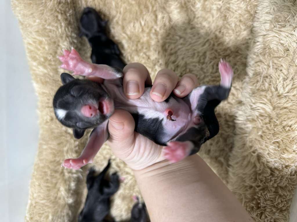 Rosa sinensis Fluffy