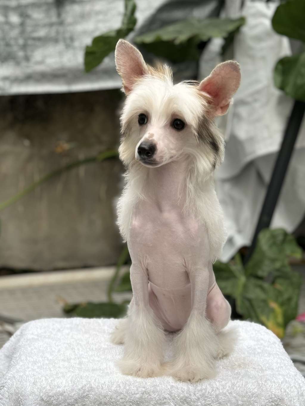 Rosa sinensis of Leek