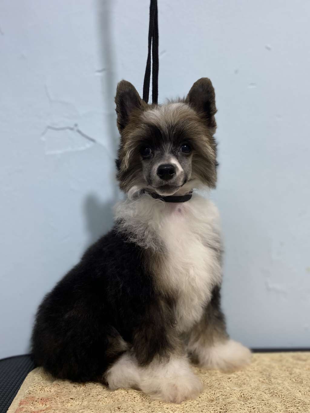 Rosa sinensis of Finn