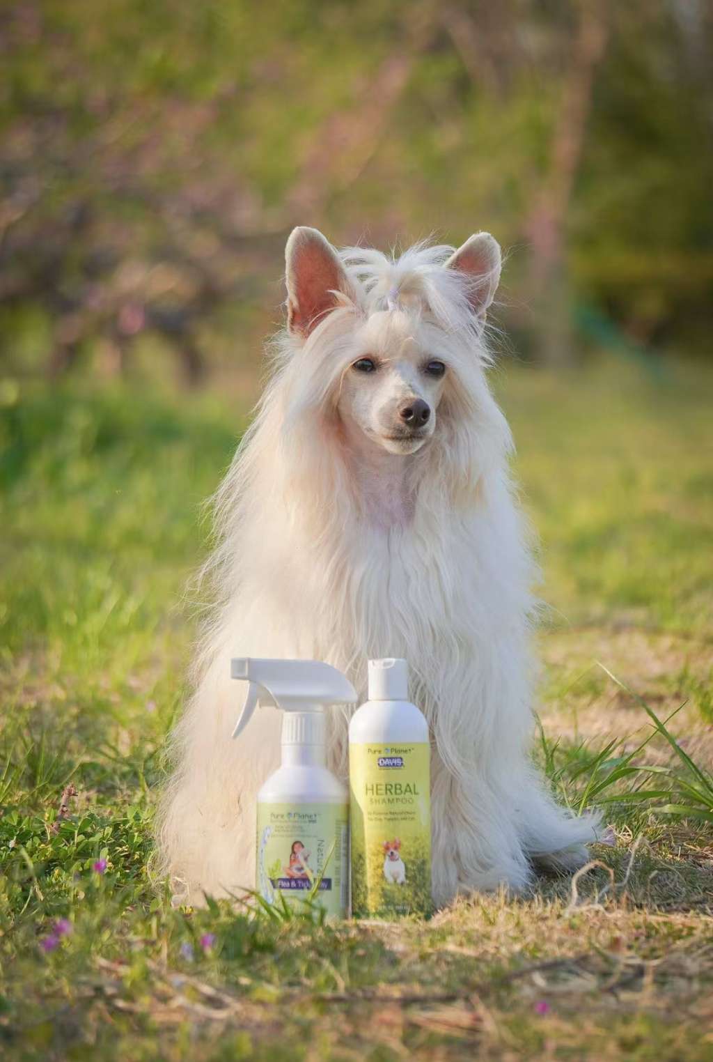 Rosa sinensis of Pick