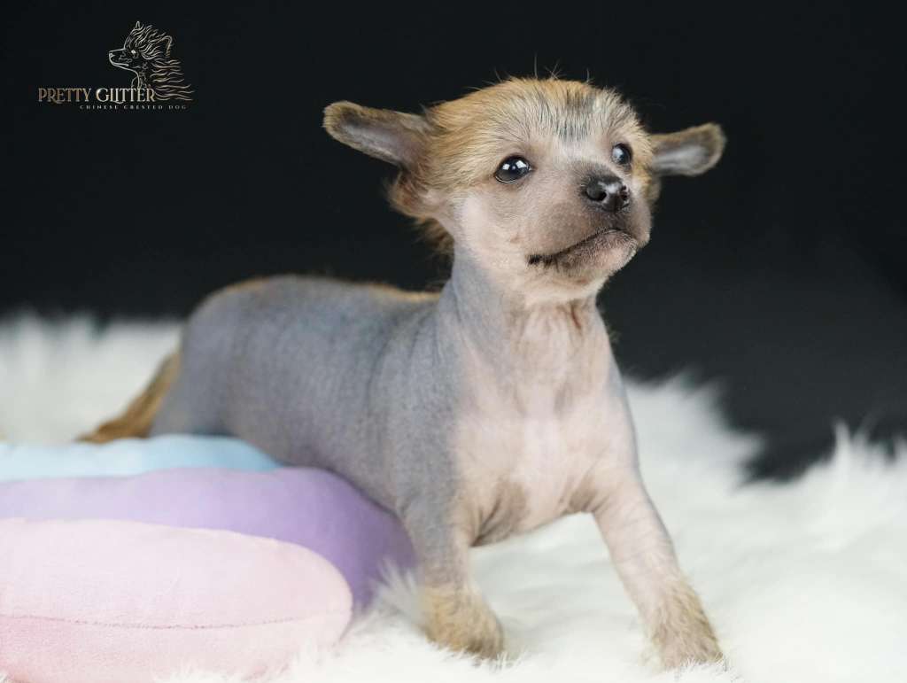 Pretty Glitter Amino