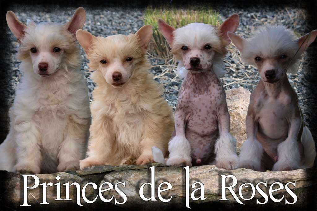 Real Love Princes de la Roses
