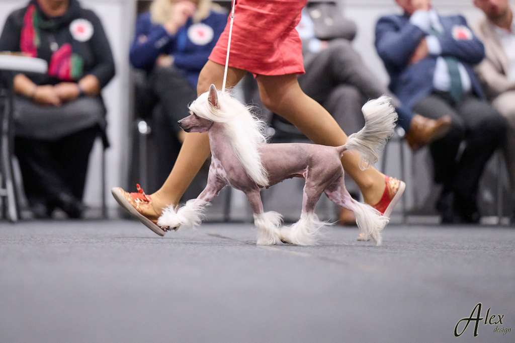 Cladary Triumph Karolina se Soroli