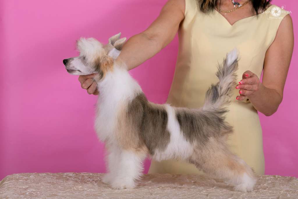 Cladary Triumph Khumbo King