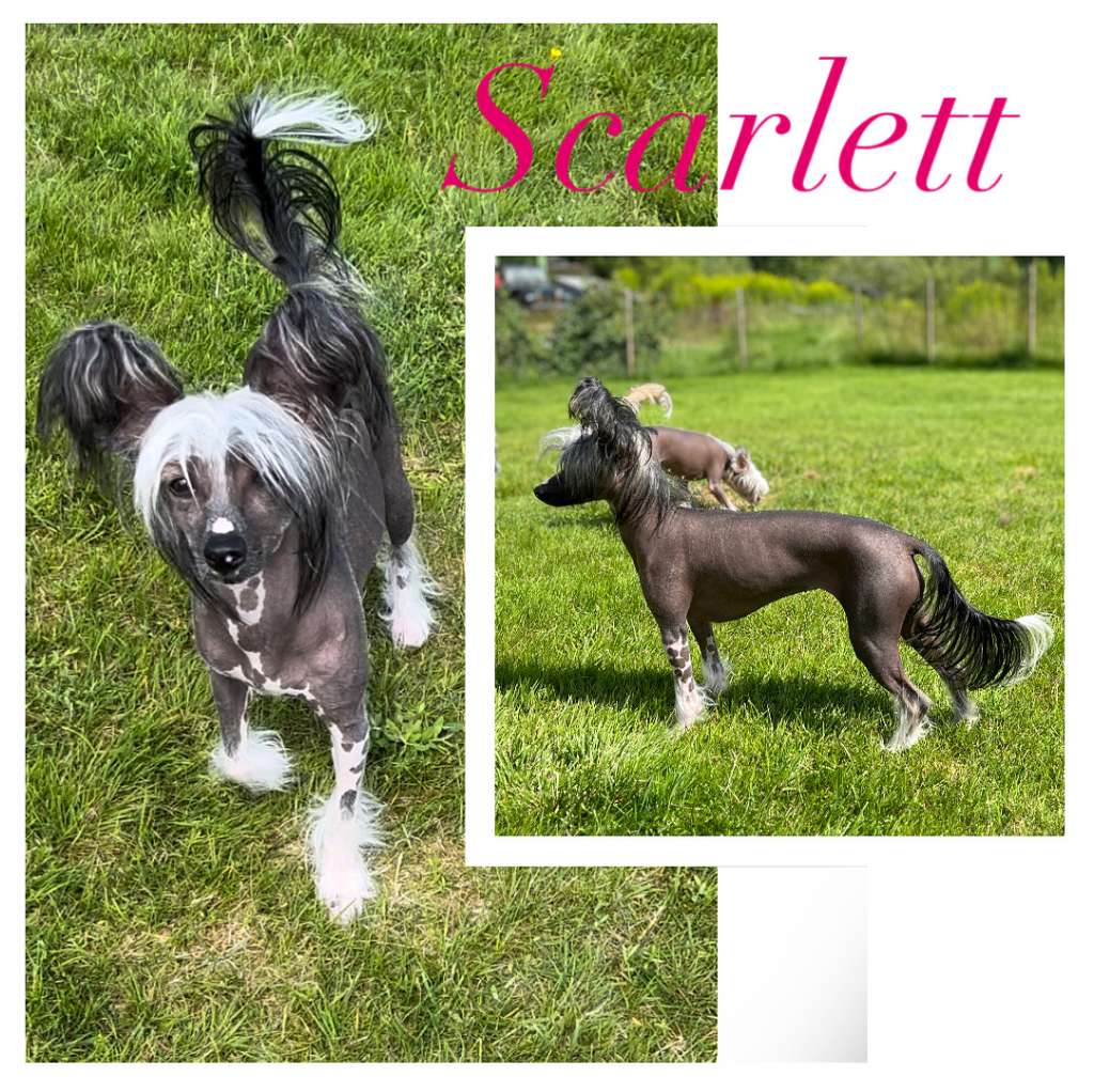 Girls Girls My Black Widow