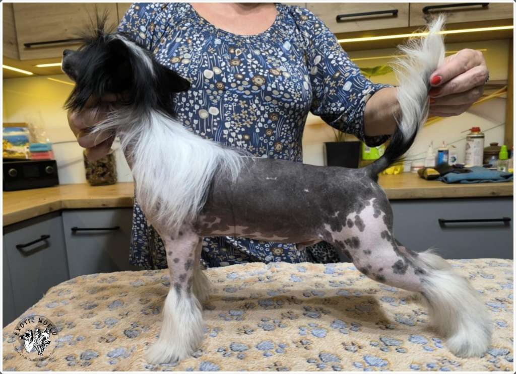 Imbir Exotic World Fci