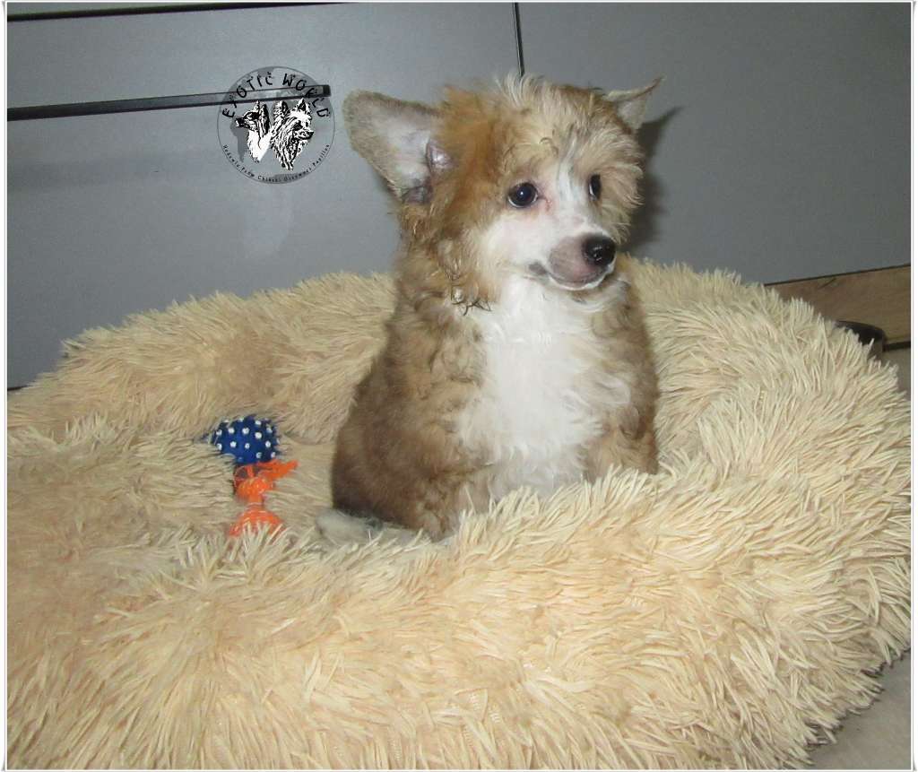 Hamlet Exotic World Fci