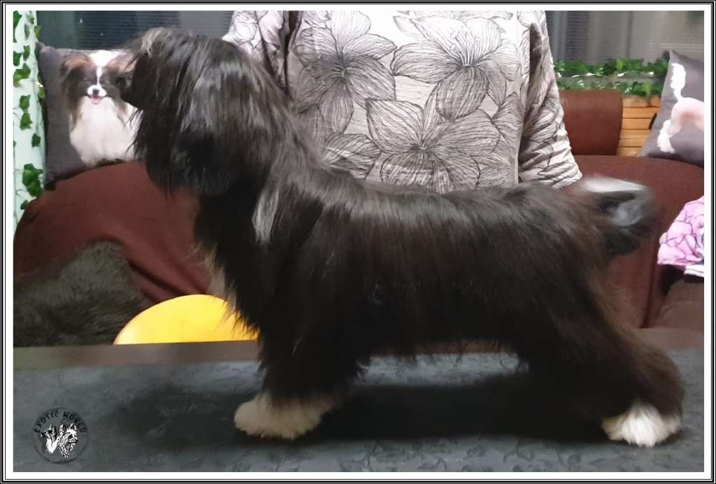 Irys Exotic World Fci