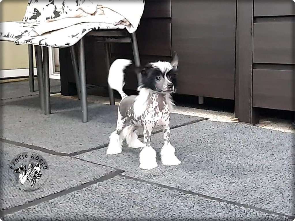 Idefix Exotic World Fci