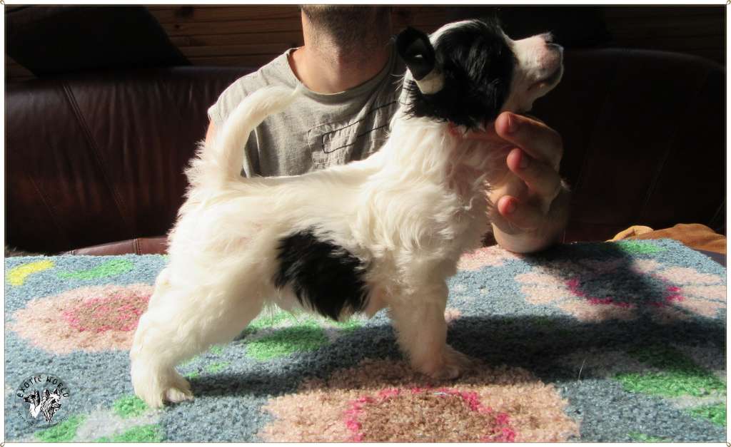 Ikar Exotic World Fci