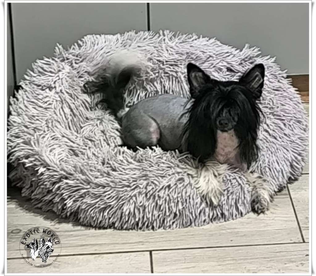 Iskierka Exotic World Fci