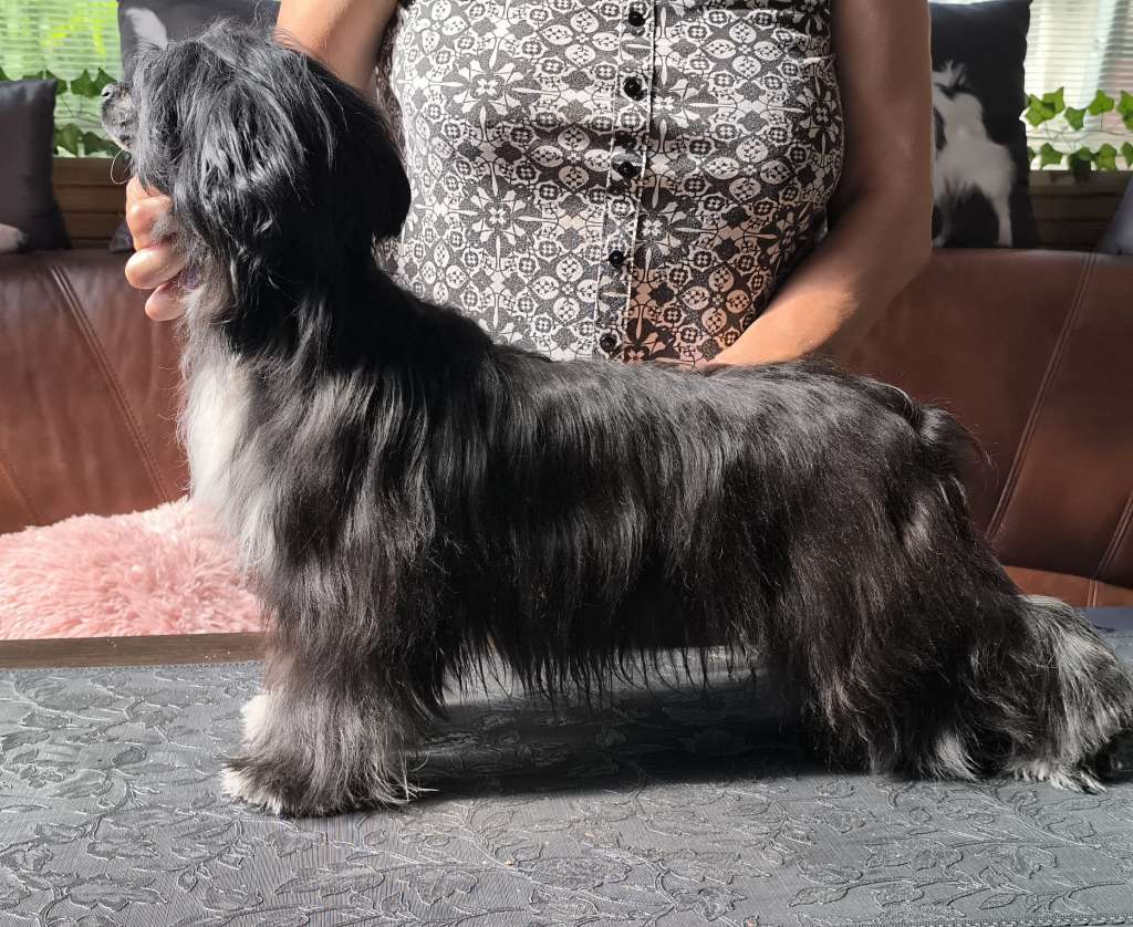 Inka Exotic World Fci