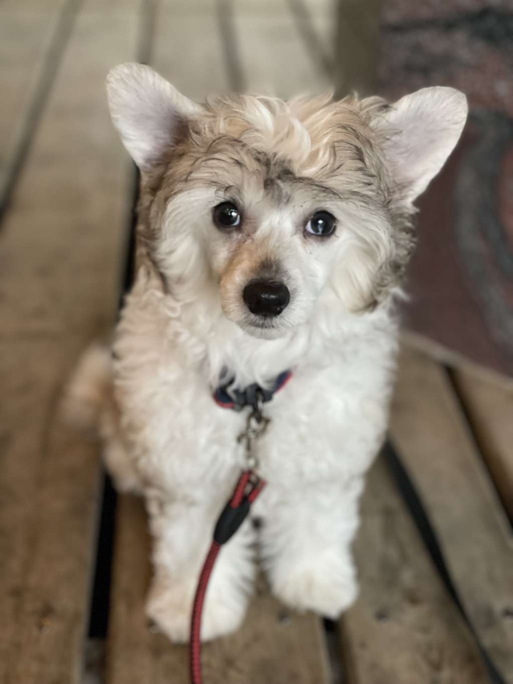 Gardine One with the Force