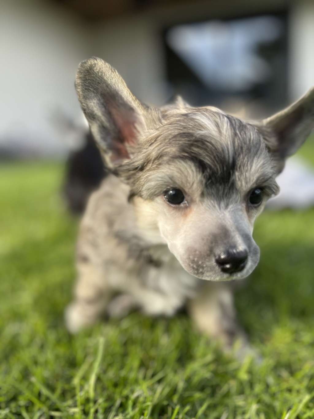 Harnas Z Wioski Jagny (fci)