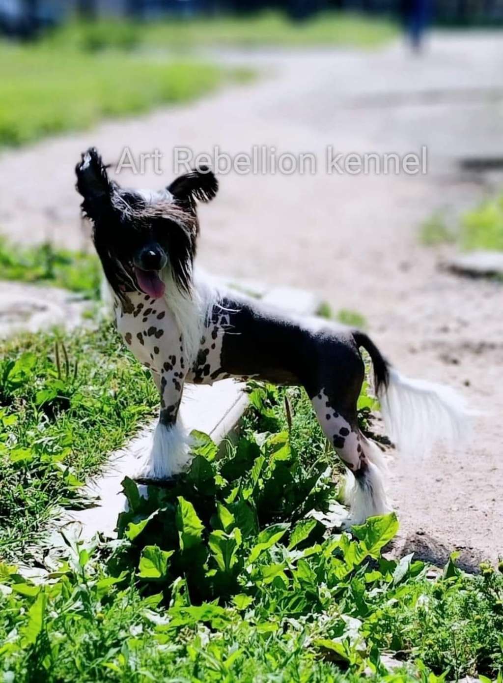 Art Rebellion Devil Wings