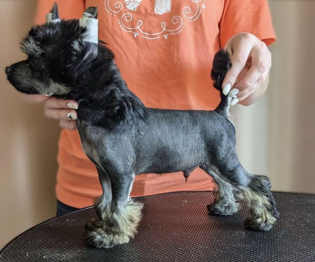 Denali's Sir Arkadiusz Bonez