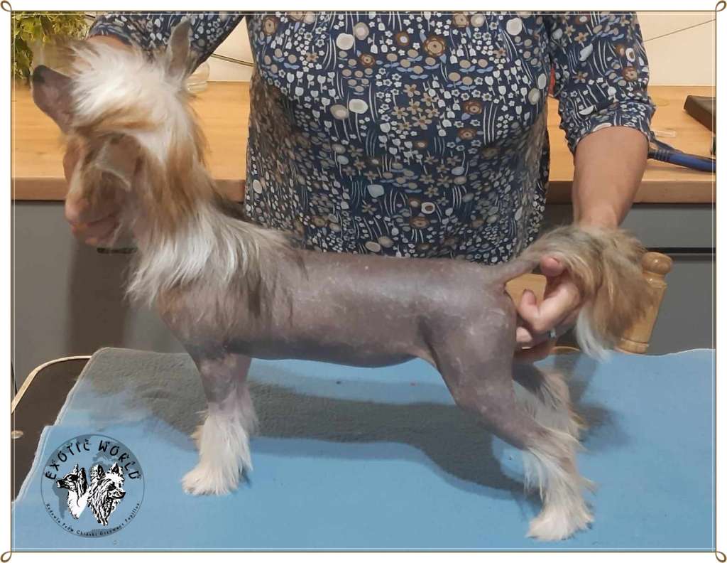 Fraszka Exotic World FCI