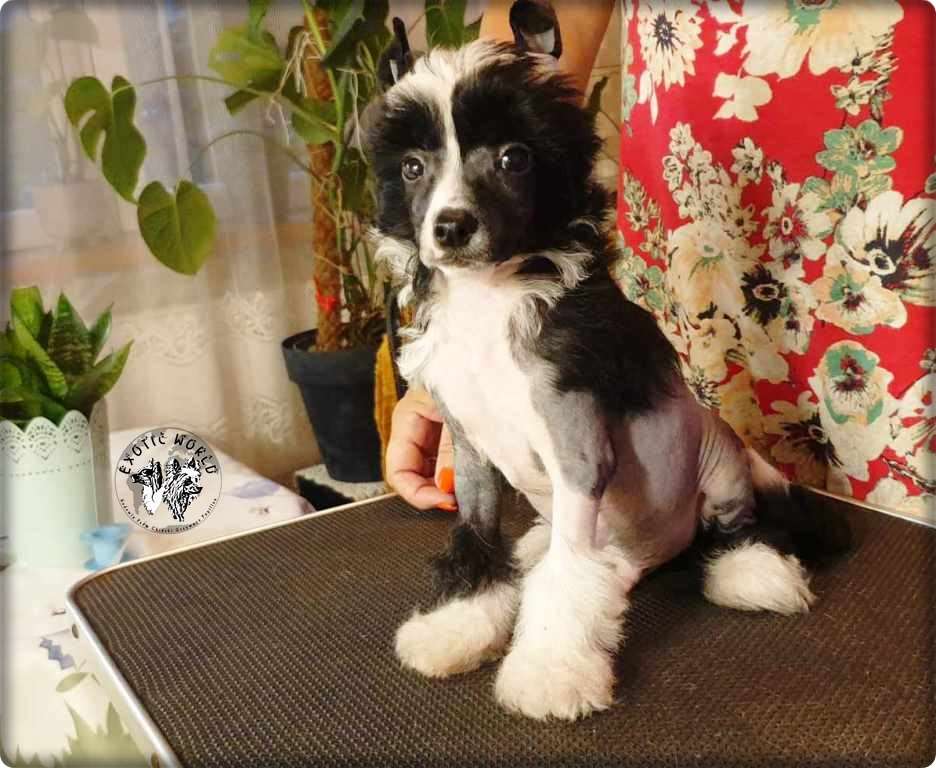 Frugo Exotic World FCI