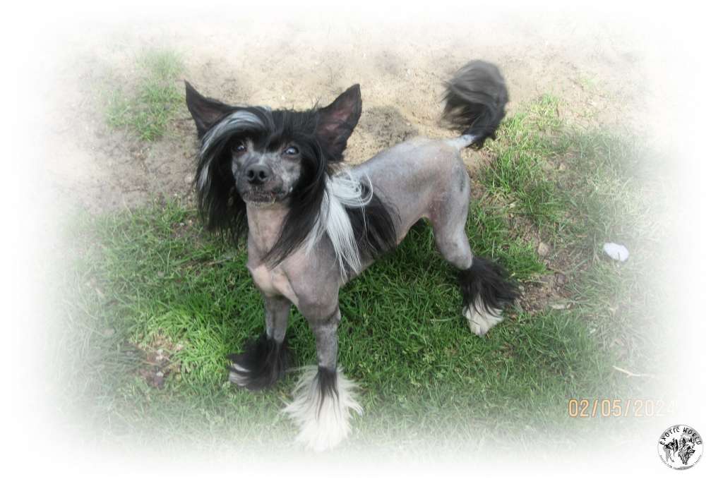 Florek Exotic World FCI