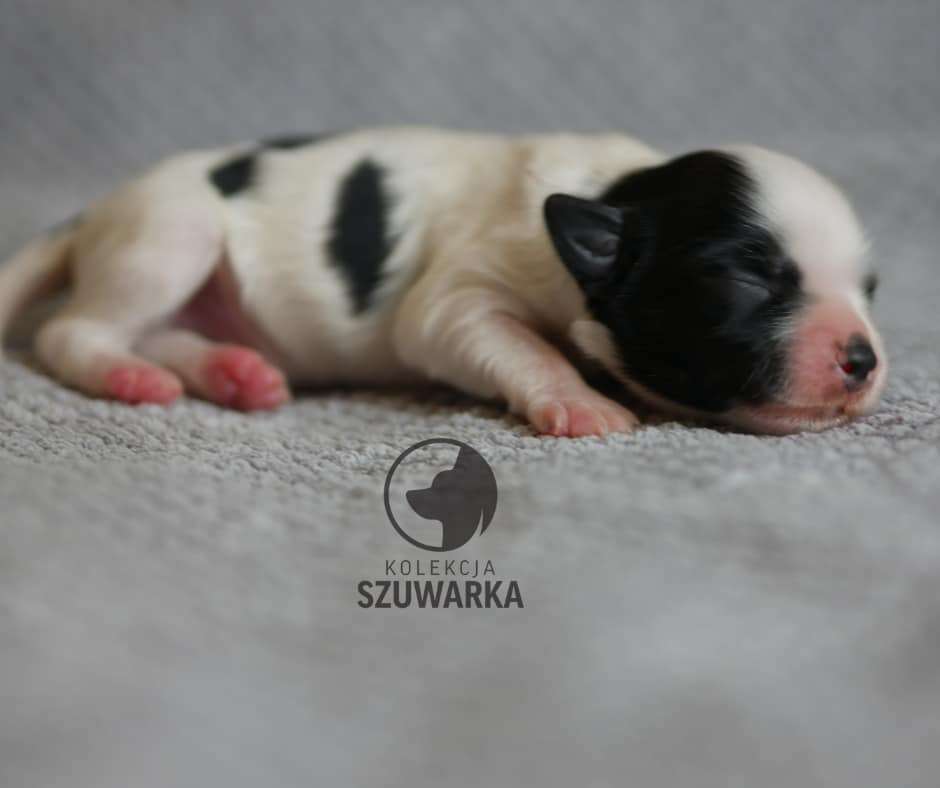 CEKIN Kolekcja Szuwarka