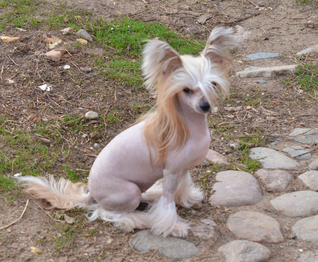 Miniatura Club Victory in Red