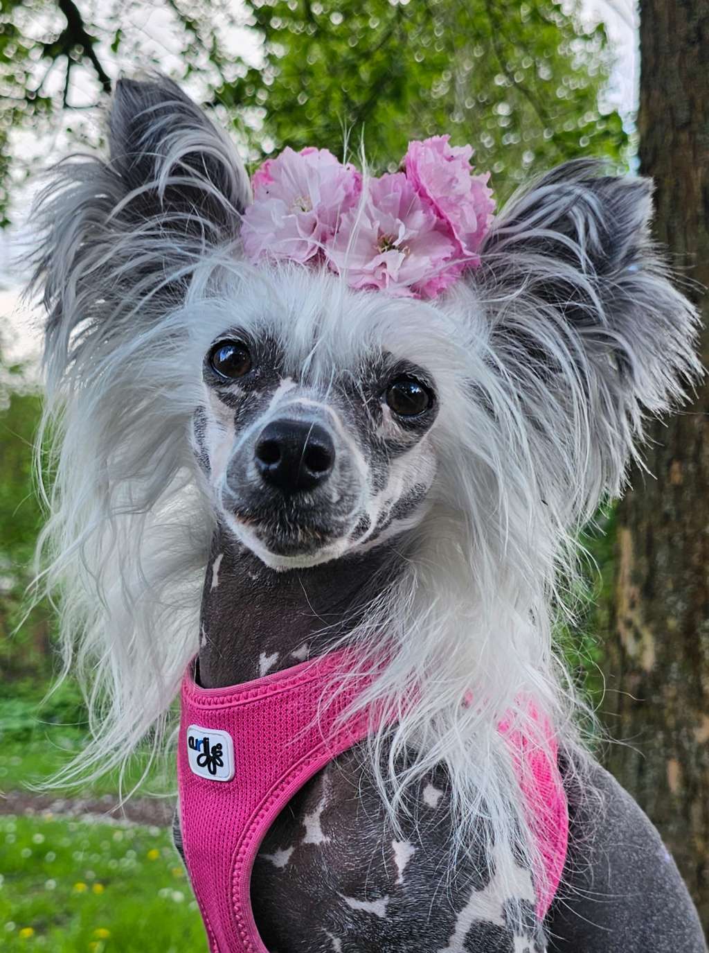 Crazy Cresteds La Bomba YaNa