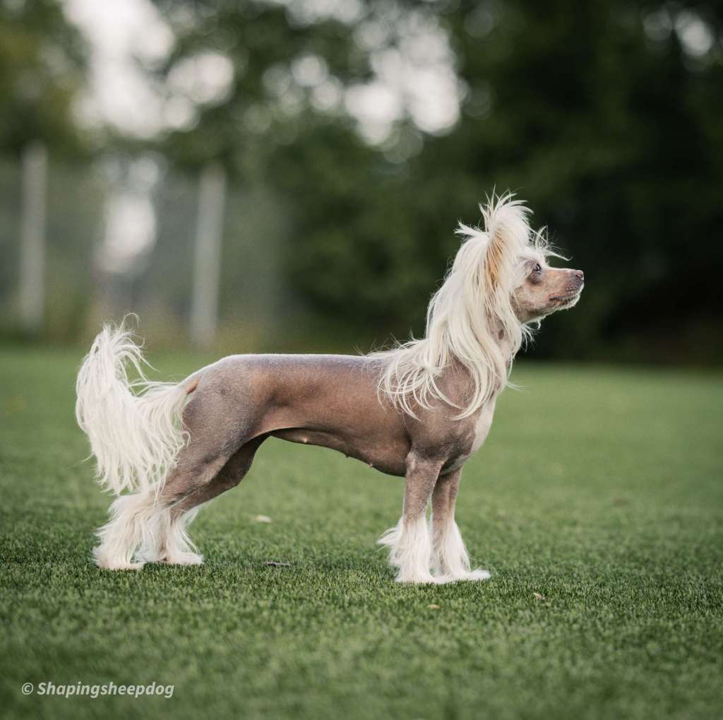 Crested Vixen's Fill the Void