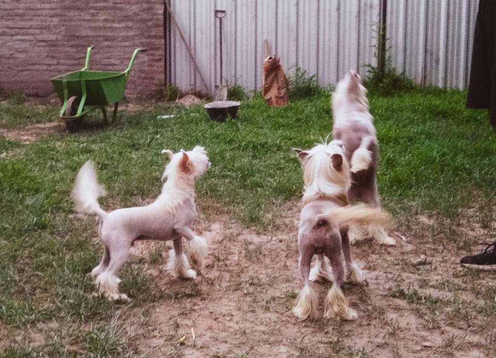 De la Casa Borromeo's Viren Falazairroo