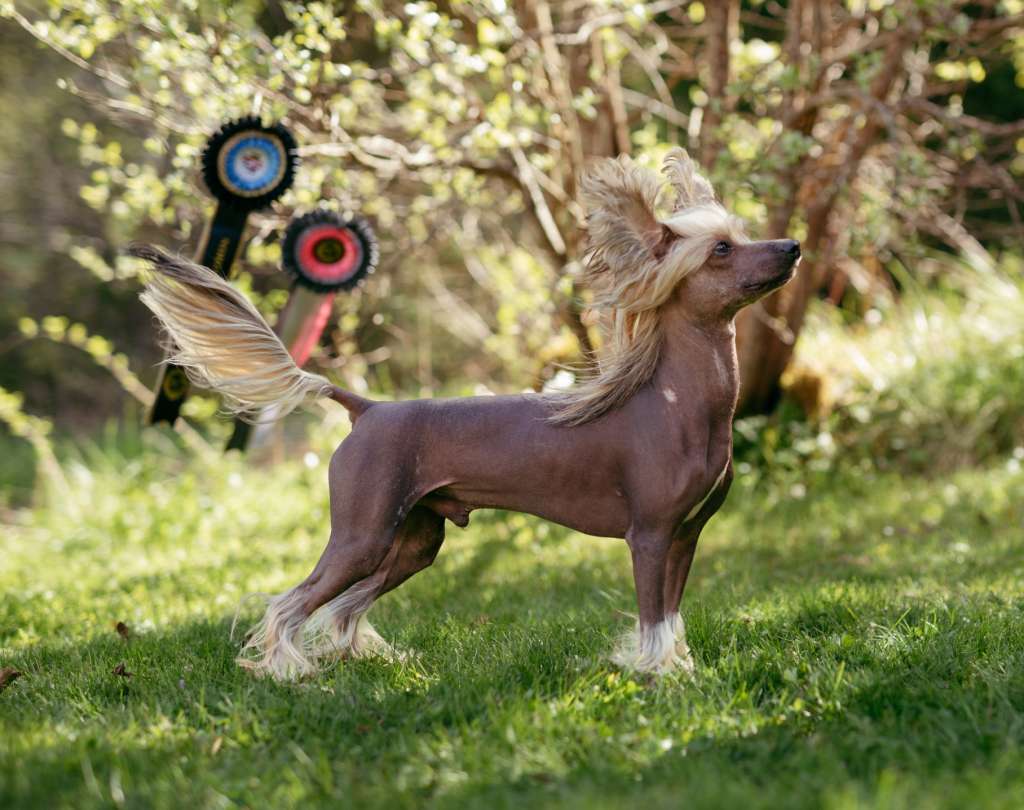 Crested Vixen's Child of the Korn