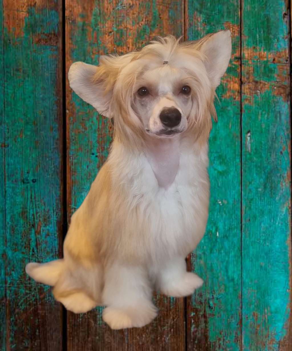 Crested Vixen's Up In Flames