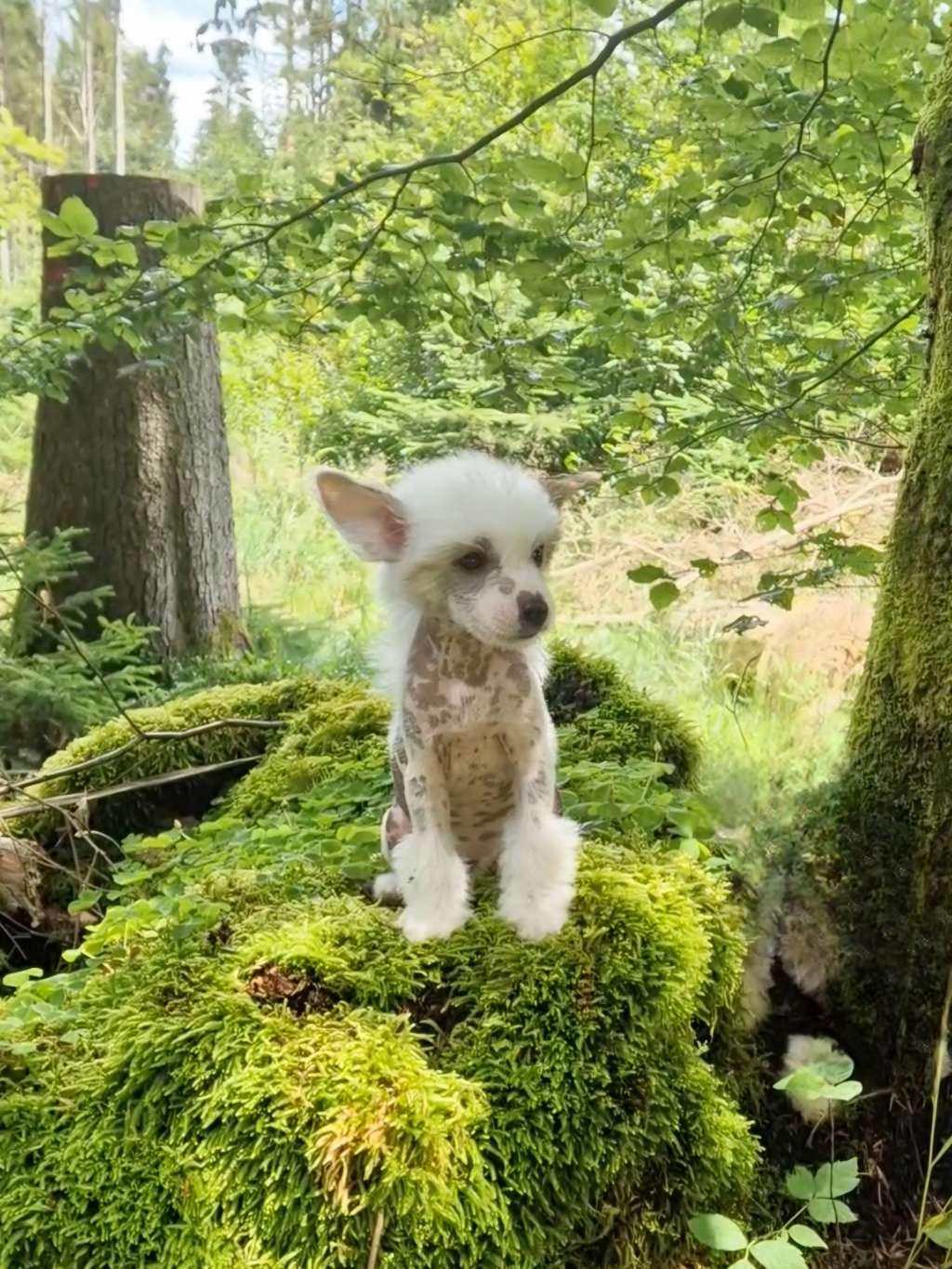 Riddikulus von Natelberg