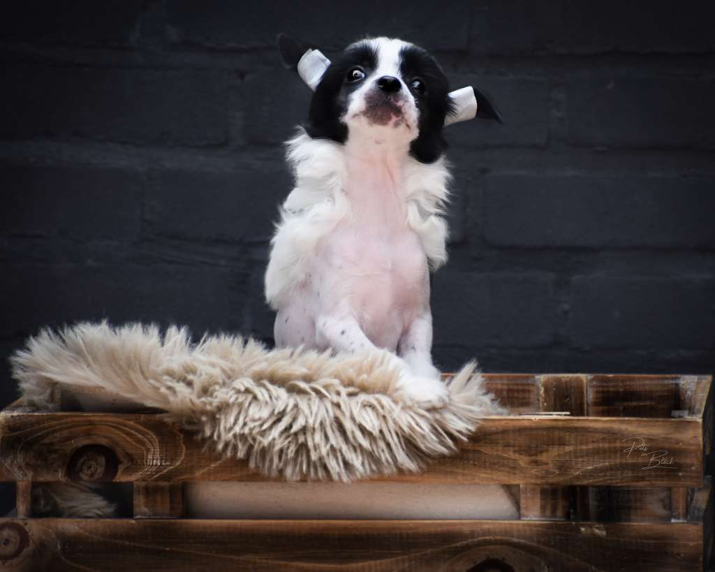 Beauty of Babs Lovely Boy Sjefke