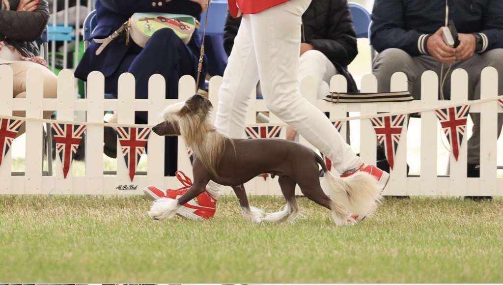 Miatory Split Decision For Zanjero JW