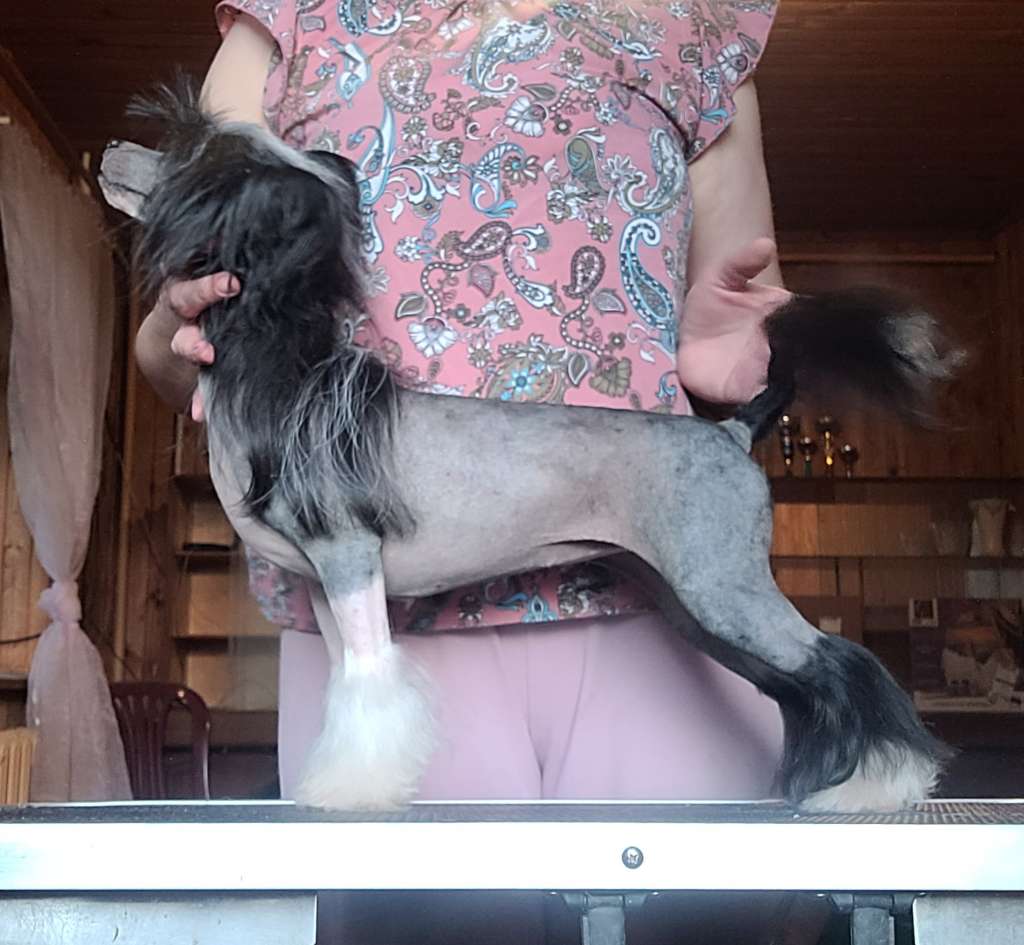 Miniatura Club Bravada