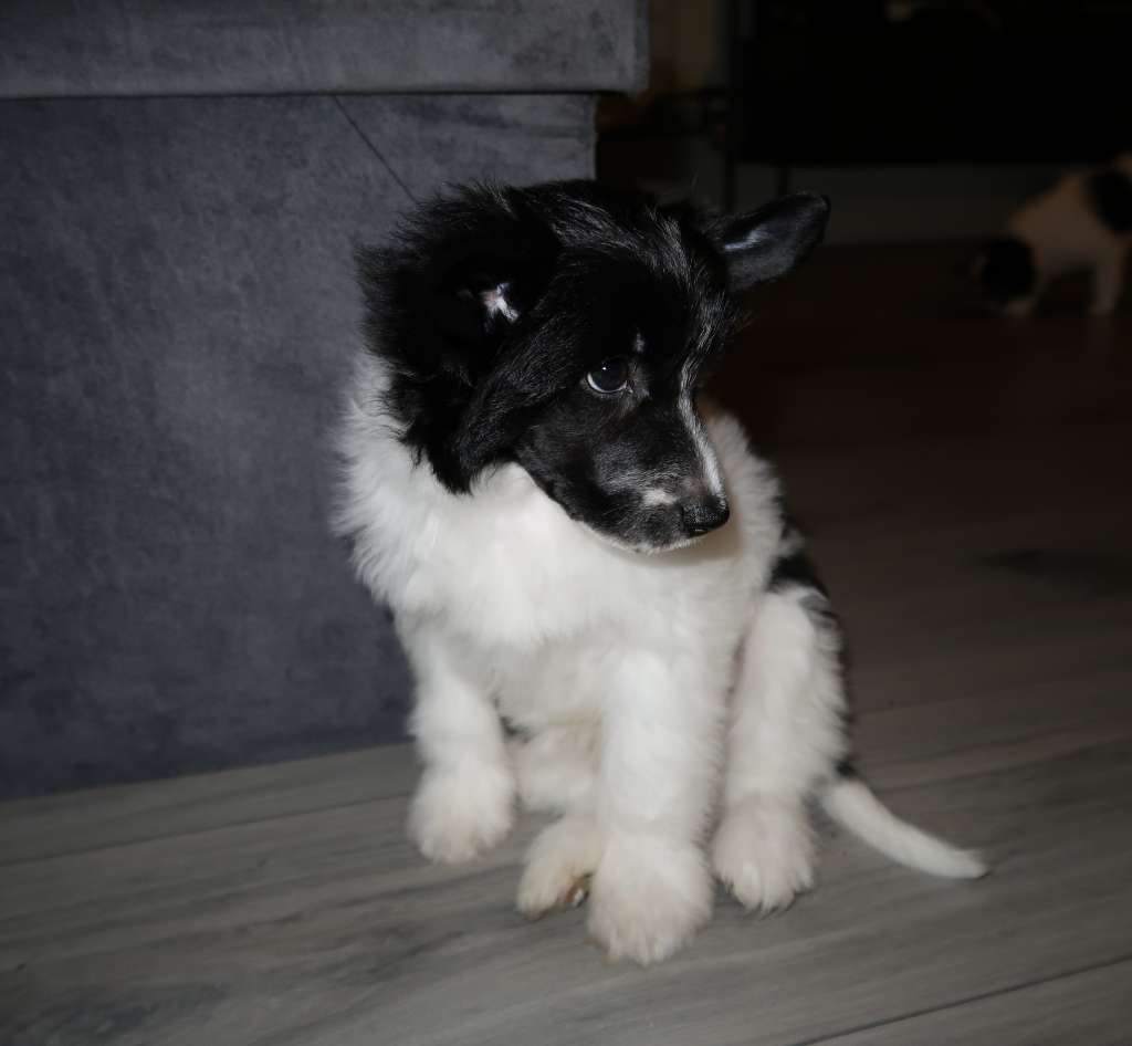 Black tie of ria's pride