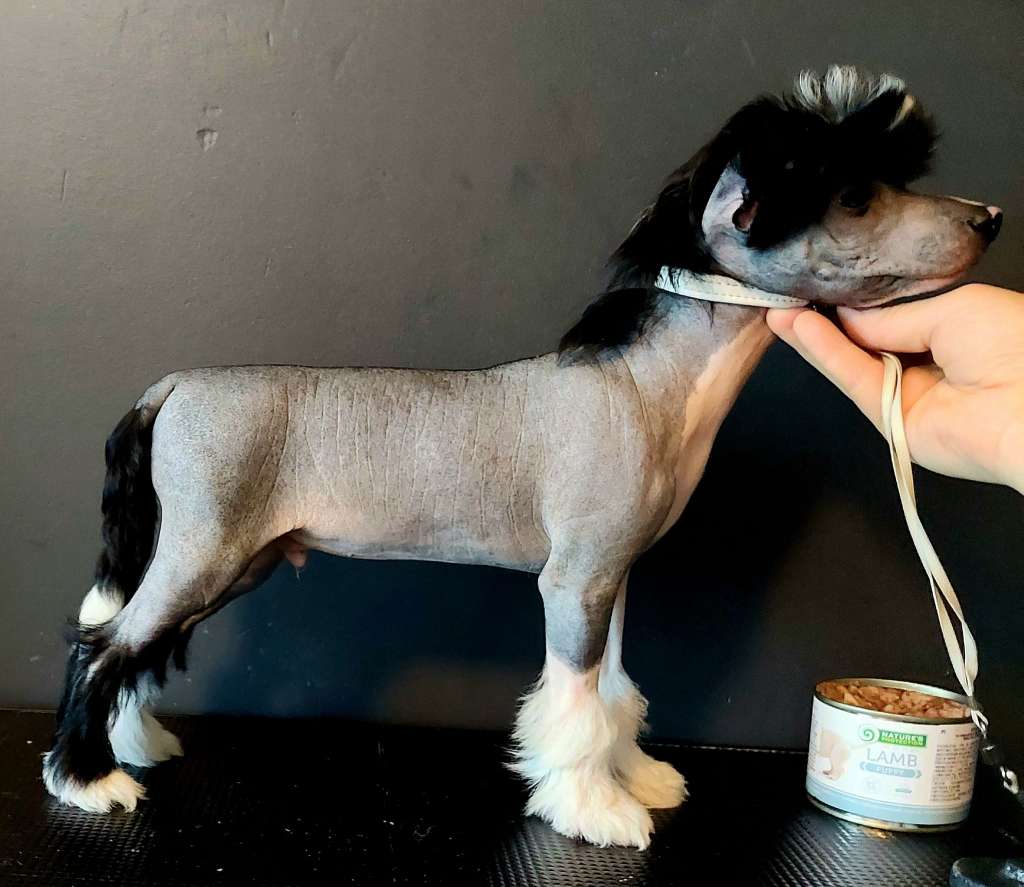 Concrete Clouds Showstopper