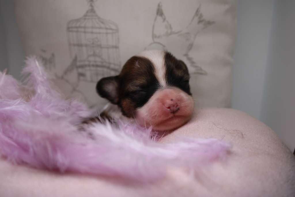 Velvet des Trésors des Petites Collines