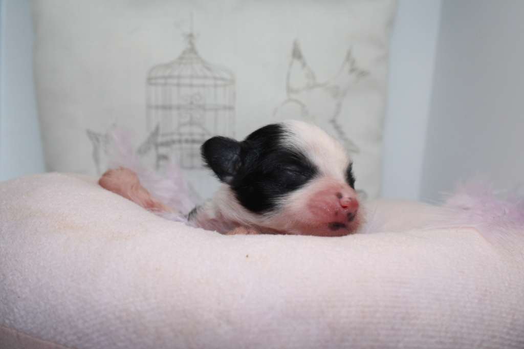 Virgule des Trésors des Petites Collines