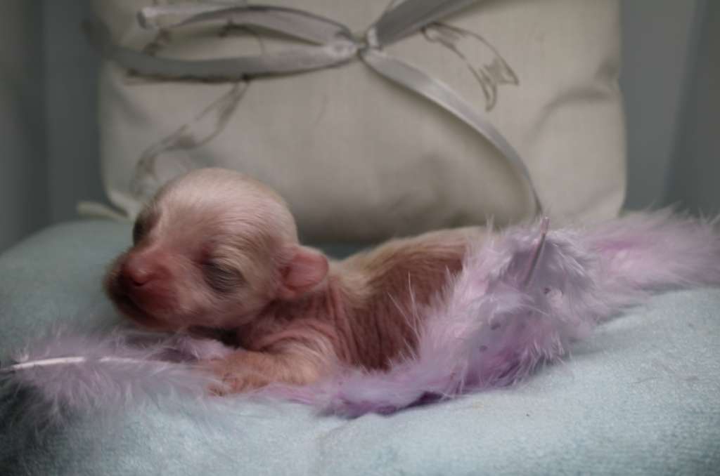 Van Gogh des Trésors des Petites Collines