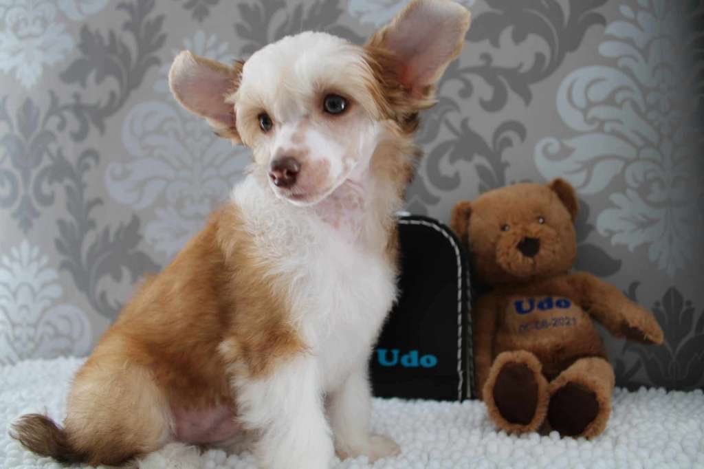 Udo Sweet love of Mine