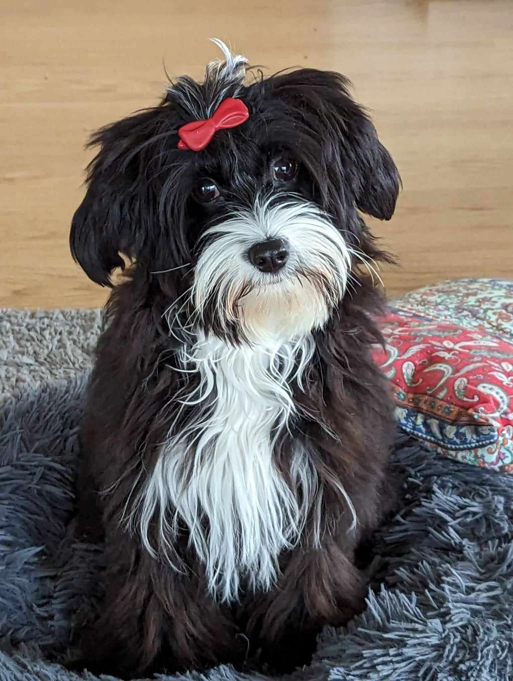 Vaya Sweet Love of Mine