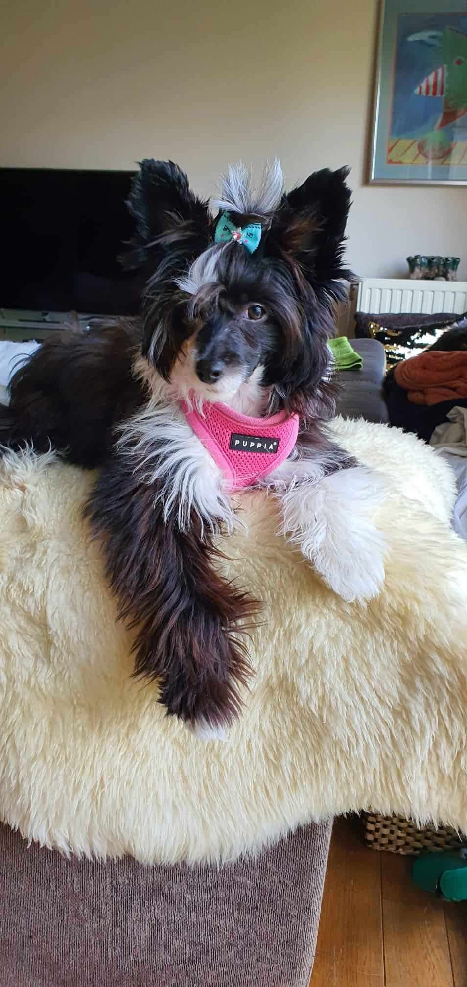 Vienna Sweet Love of Mine