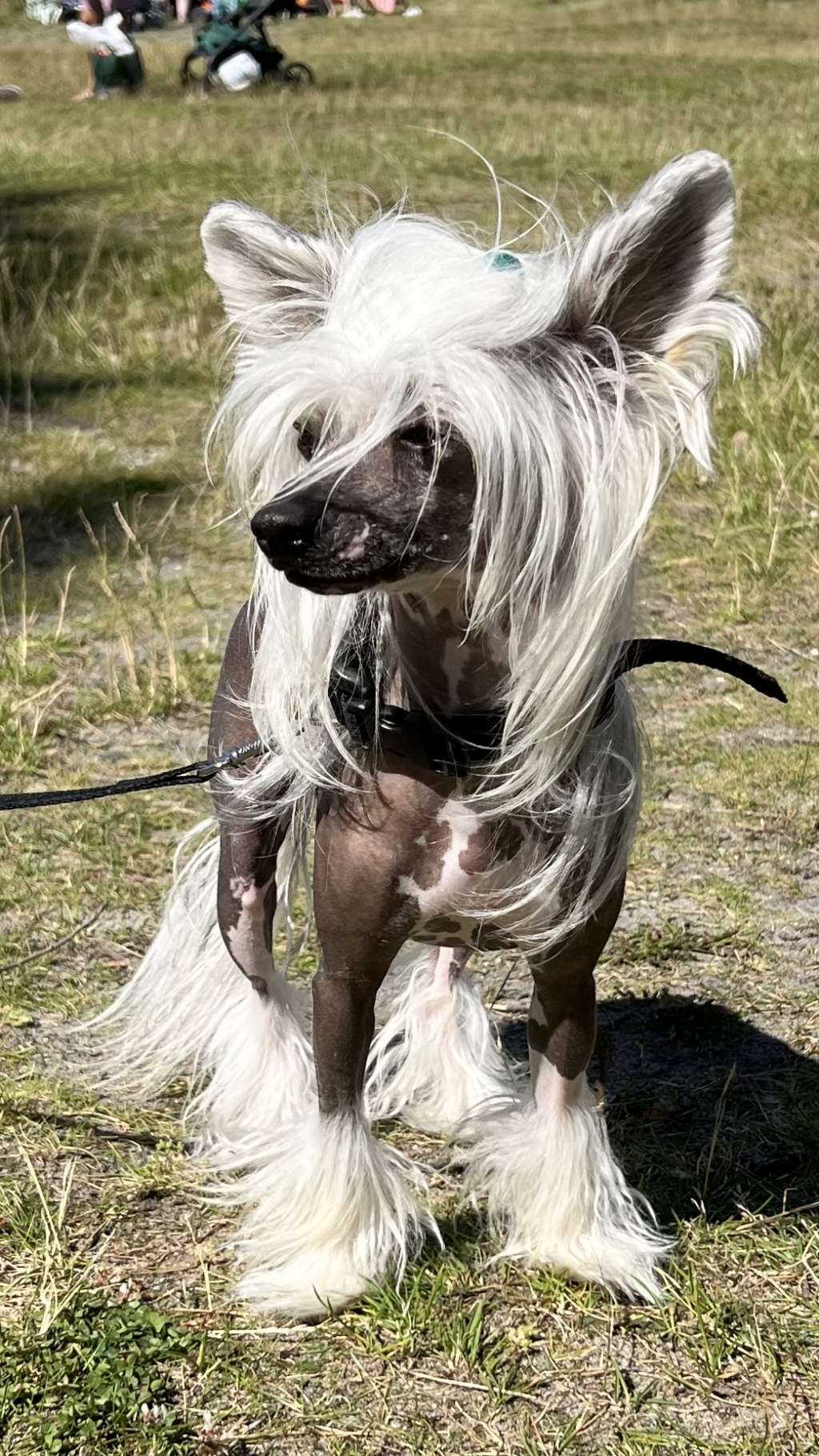 Beautiful Ms Petit by Naked Bubbles