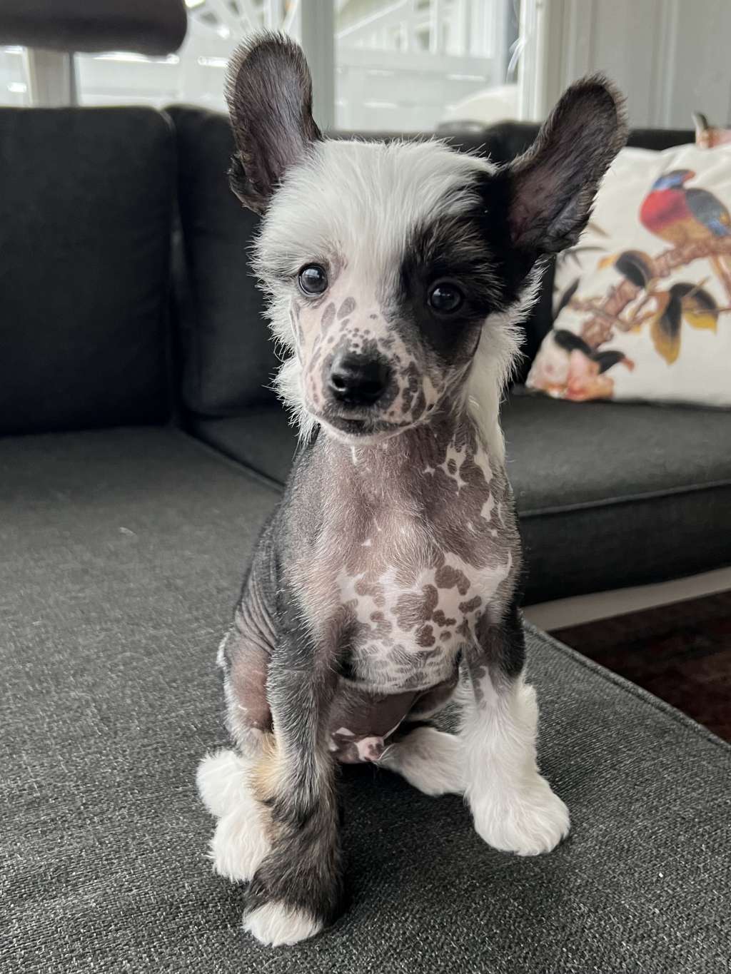 Beautiful Mr Brut by Naked Bubbles