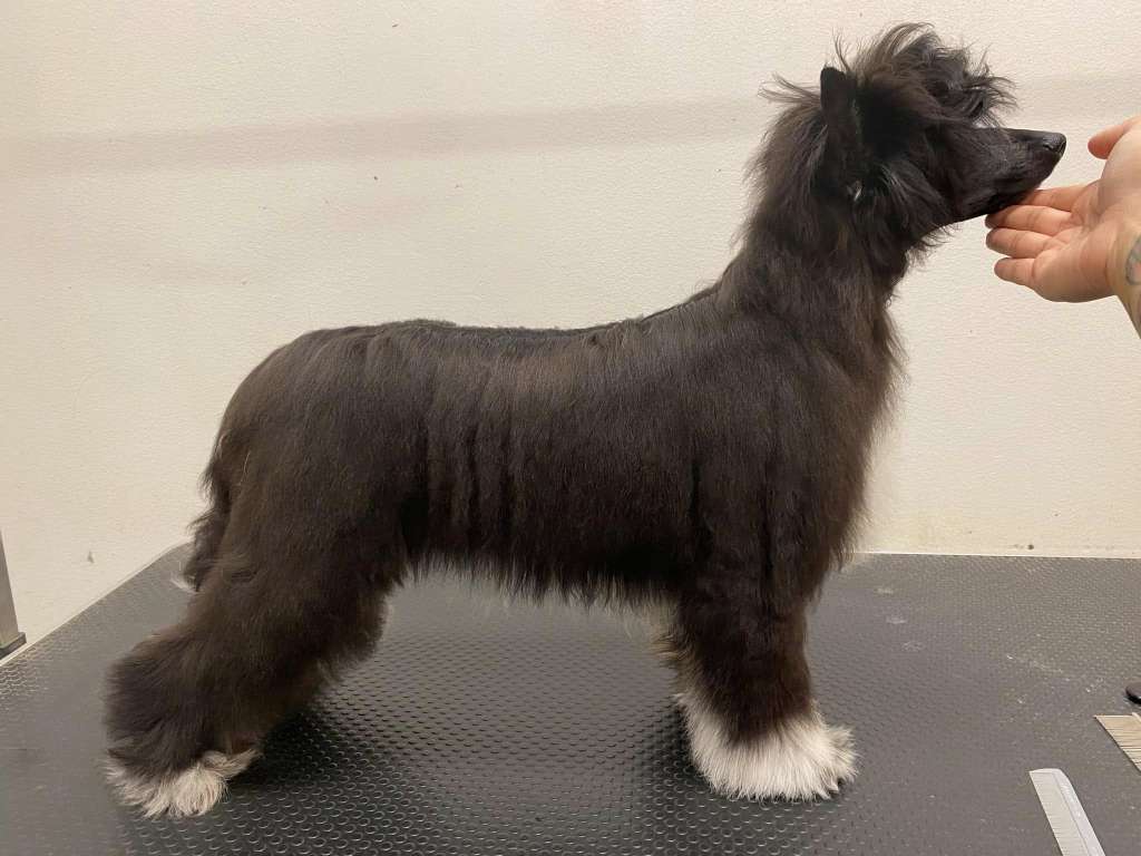 Ensidias Sundance Soul