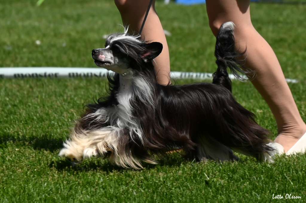 Ensidias Sunset Nostalgia