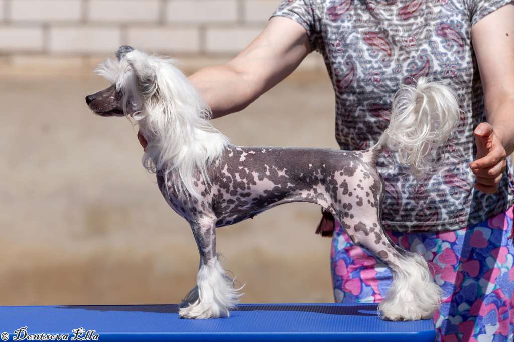 Isabelle iz Sozvezdiya Khana